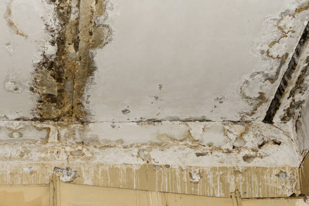 Best Basement Mold Removal  in Renovo, PA